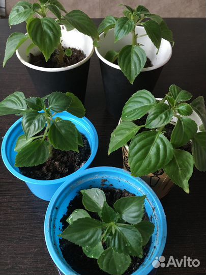 Комнатные цветы