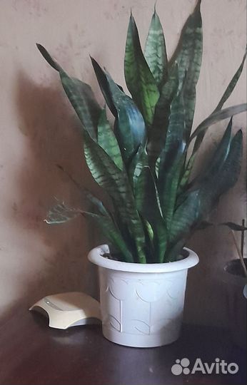 Сансевиерия