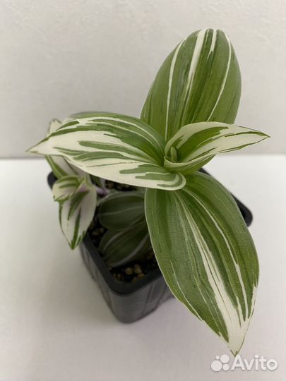 Традесканция