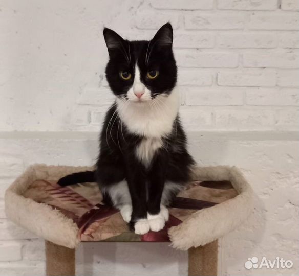 Ласковая кошечка Рина в добрые руки