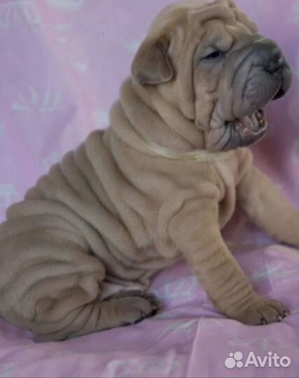 Шарпей детишки