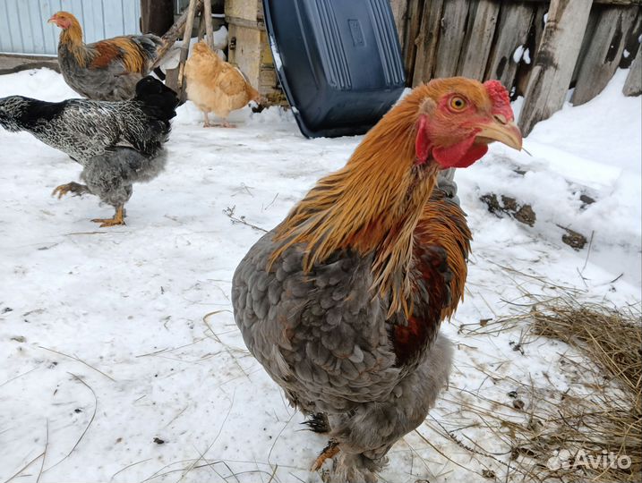 Куры порода брама
