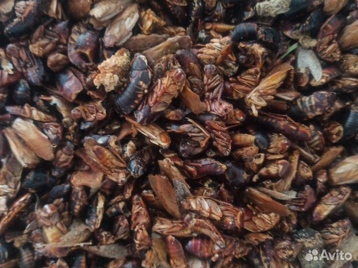 Корм для стрижа, Корм для стрижей. Корм для птиц