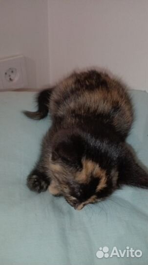 Пестренькая очаровашка невероятной милоты