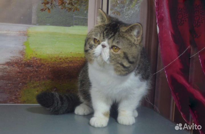 Счастливый кастрат