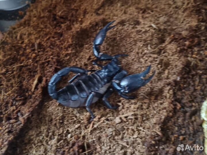 Живой Скорпион