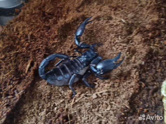 Живой Скорпион