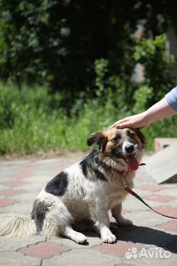 Клео, собака в добрые руки