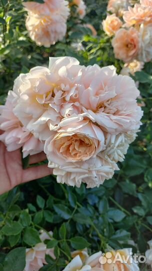 Роза полиантовая. (почвопокровная)