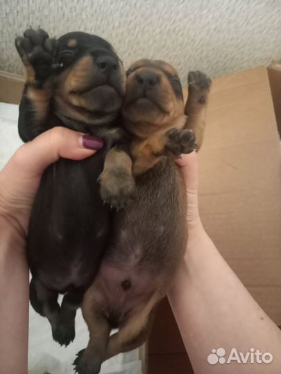 Такса щенки