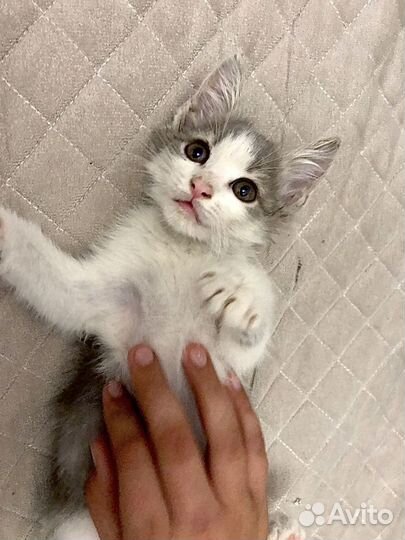 Котенок в добрые руки