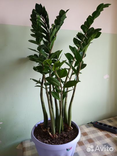 Замиокулькас