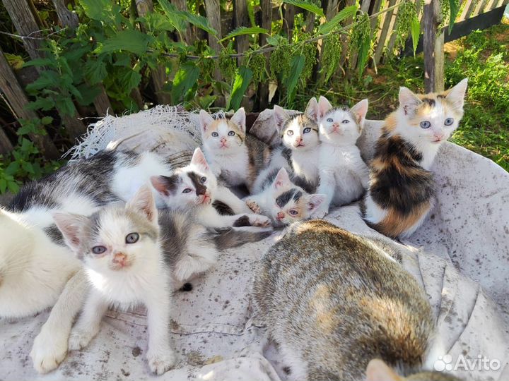 Очаровательные котята в добрые руки бесплатно