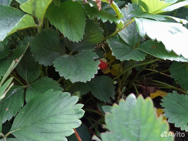 Клубника ремонтантная ампельная