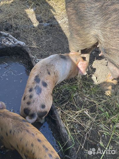 Поросята