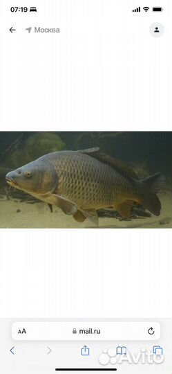 Рыба свежемороженная разная