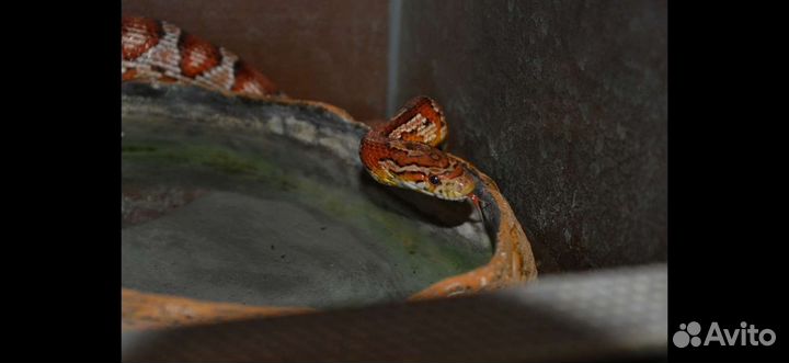 Передержка рептилий