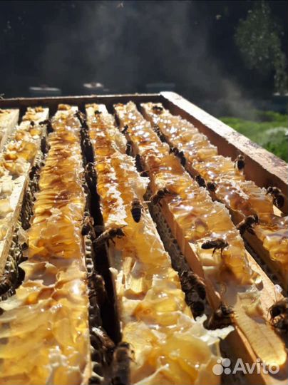 Мед натуральный