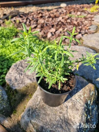 Пряные травы тимьян, иссоп цены в описании