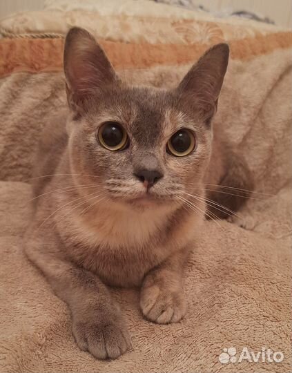 Бурманская кошечка