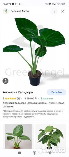 Комнатные цветы