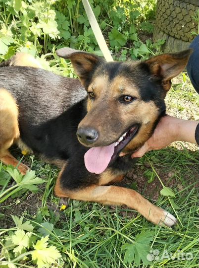 Метис овчарки