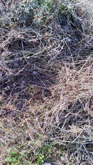 Сено.в маленьких тюках.Размол коровам/козам,Опилки