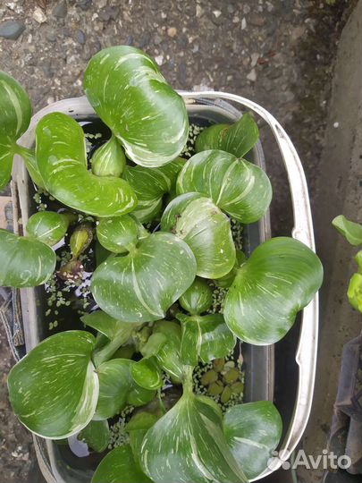 Вариегатный