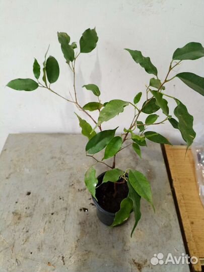 Фикус бенджамина кудрявый саженцы