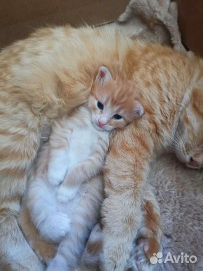 Рыжое счастье