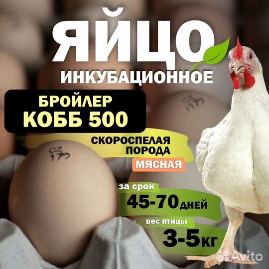 Инкубационное яйцо бройлера кобб 500