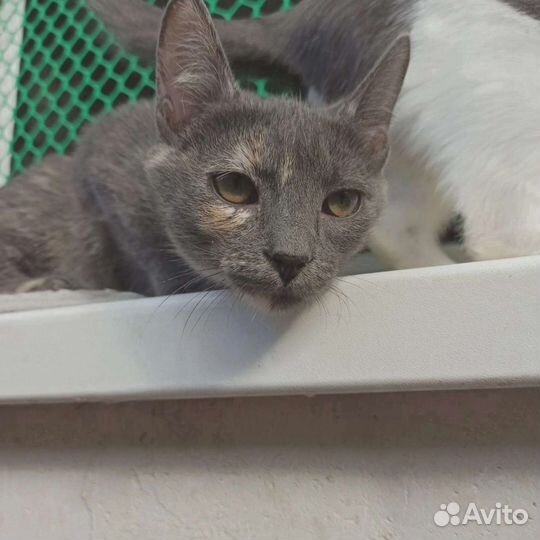 Кошка Плюша