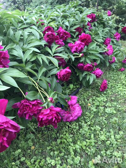 Пионы саженцы