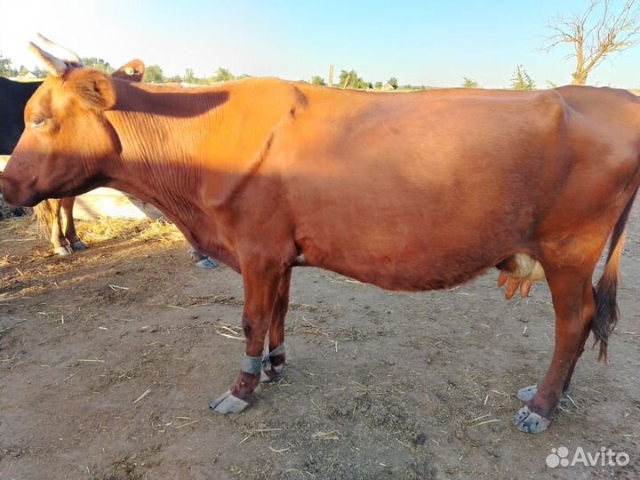 Корова дойная