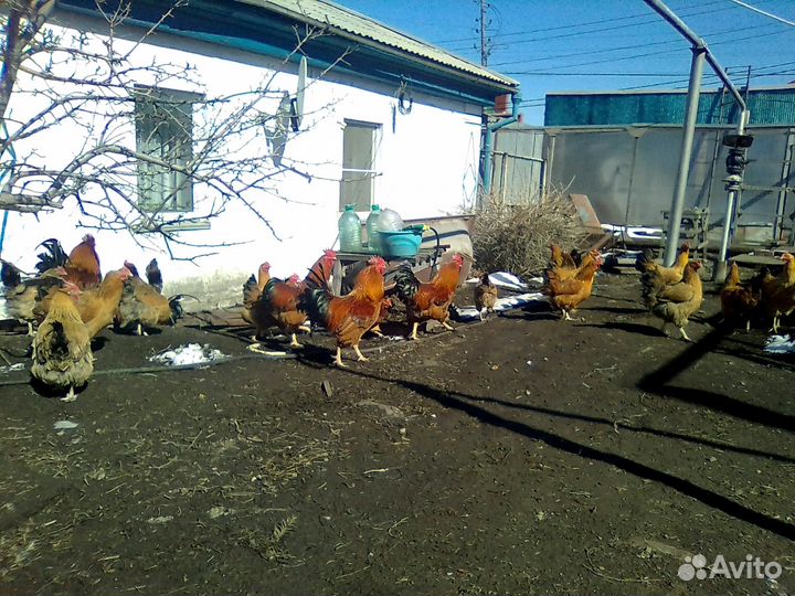 Петушки кучинские юбилейные