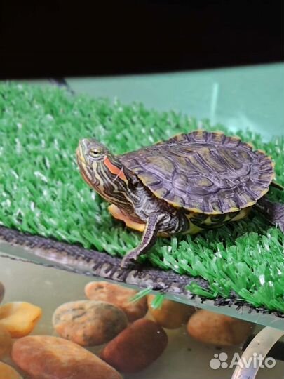 Красноухая черепаха