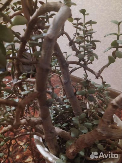 Денежное дерево толстянка большое