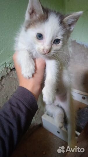 Котята ищут дом, 2-2.5мес