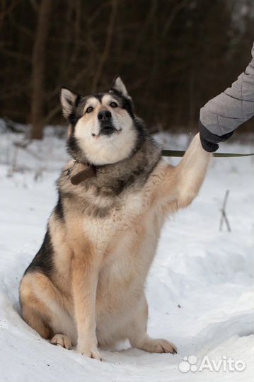 Метис Лайки в добрые руки, Ребекка