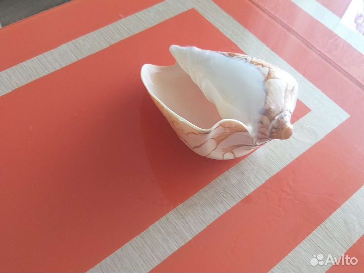 Большая ракушка