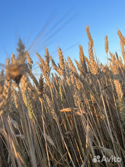 Пшеница