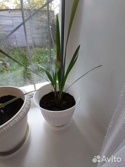 Финиковая пальма