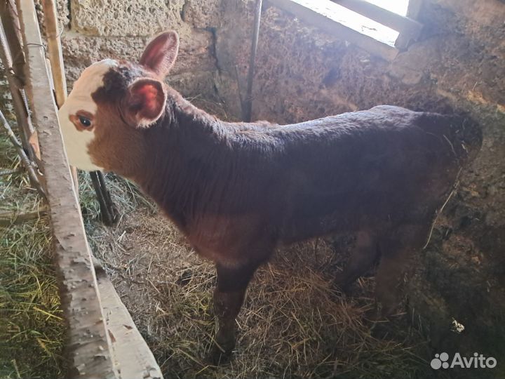 Продам теленка