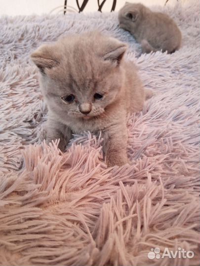 Котята британские