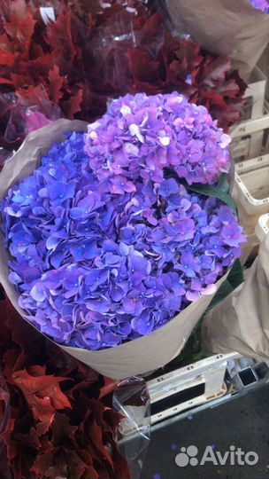 Гортензия, Цветы с Доставкой, Букет Гортензии