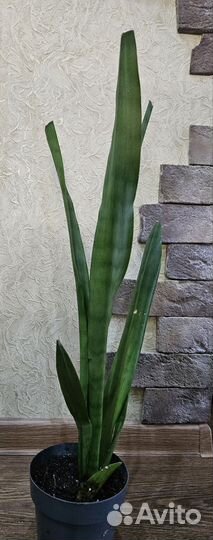 Сансивьрия Мунштайн