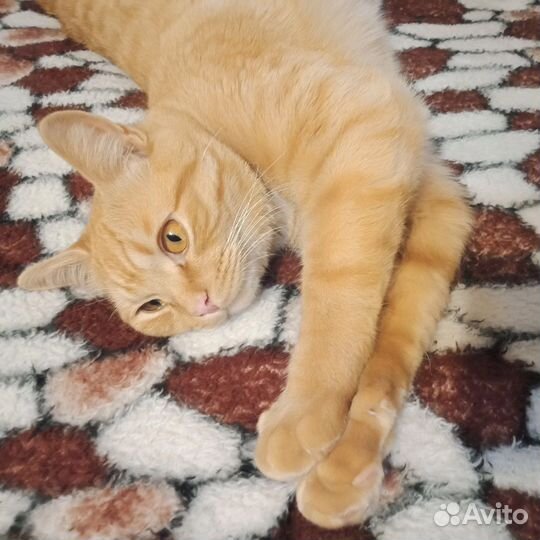 Кот рыжик Лева