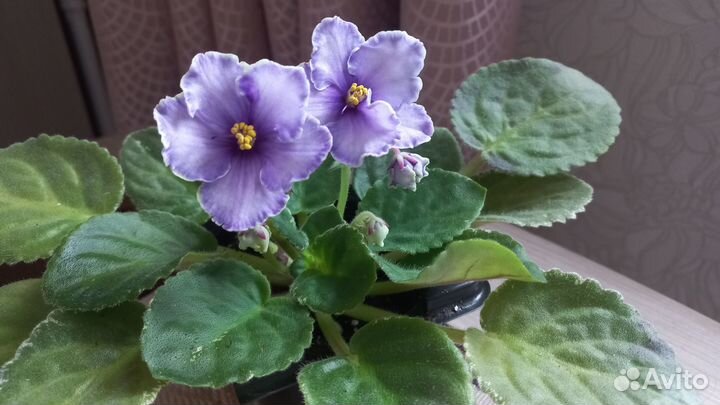 Фиалка Edge of Darkness sport