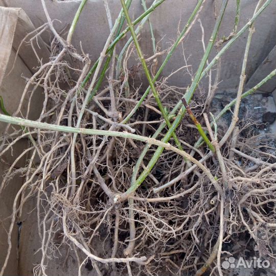 Рассада цветов