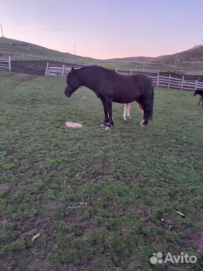 Продажа лошадей